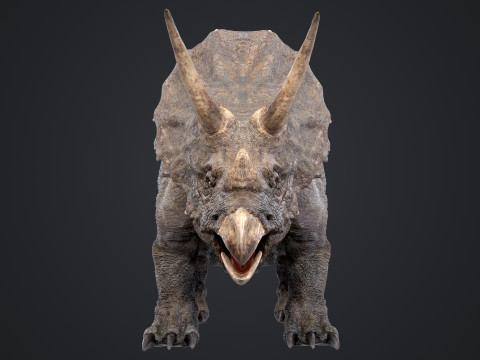 Triceratops 3D मॉडल