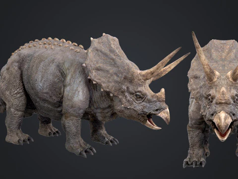 Triceratopo Modello 3D