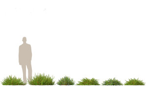 Empetrum nigrum - Black crowberry Modelo 3D