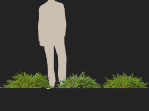 Empetrum nigrum - Black crowberry Modelo 3D