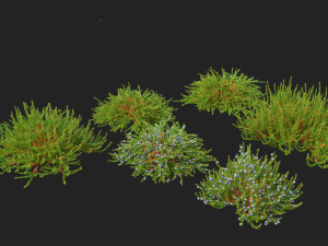 Empetrum nigrum - Black crowberry Modelo 3D