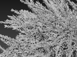 Empetrum nigrum - Black crowberry Modelo 3D