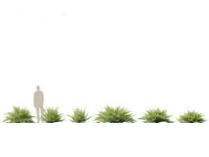 Juniperus sabina Savin juniper Model 3D