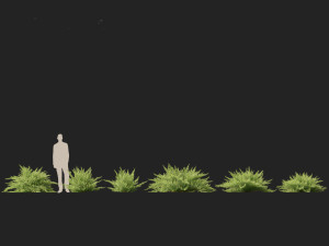 Juniperus sabina Savin juniper Model 3D