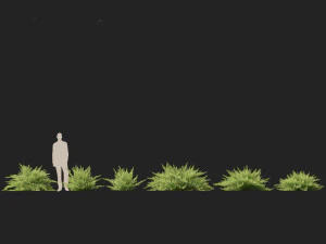 Juniperus sabina Savin juniper 3D Model
