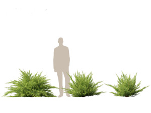 Juniperus sabina Savin juniper Model 3D