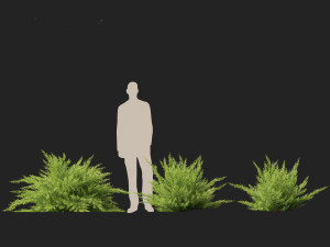 Juniperus sabina Savin juniper Model 3D