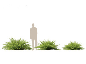 Juniperus sabina Savin juniper Model 3D