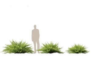 Juniperus sabina Savin juniper 3D Model