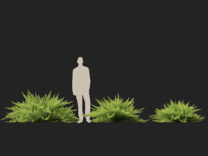 Juniperus sabina Savin juniper Model 3D