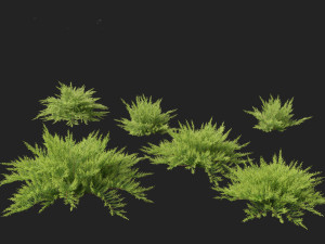 Juniperus sabina Savin juniper Model 3D