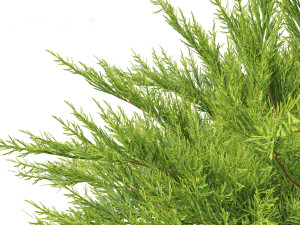 Juniperus sabina Savin juniper Model 3D