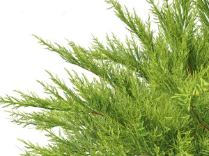 Juniperus sabina Savin juniper 3D Model
