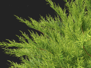 Juniperus sabina Savin juniper Model 3D