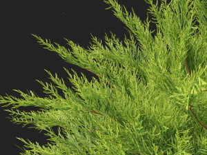 Juniperus sabina Savin juniper 3D Model