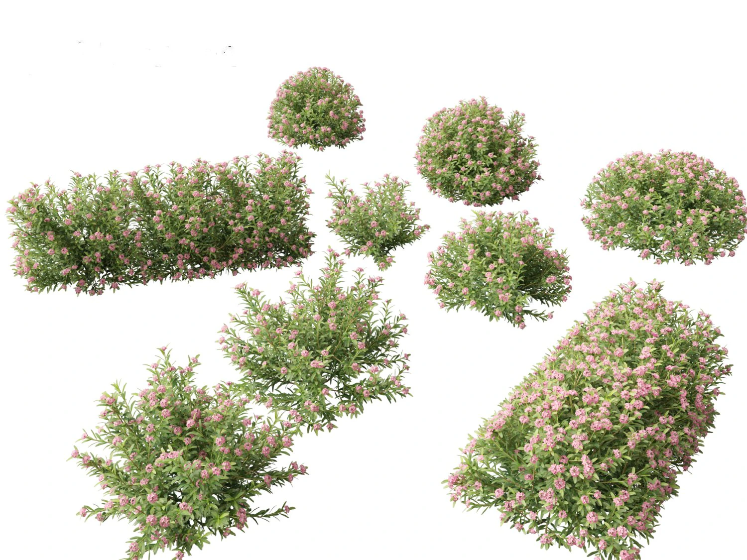 Daphne Spring Pink Eternal Fragrance Daphne Pink Fragrance 3D Model .c4d .max .obj .3ds .fbx .stl .blend 