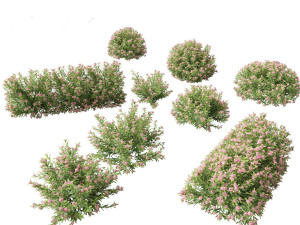 Daphne Spring Pink Eternal Fragrance Daphne Pink Fragrance Modelo 3D
