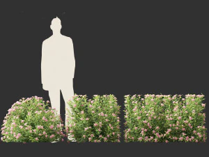 Daphne Spring Pink Eternal Fragrance Daphne Pink Fragrance 3D Model