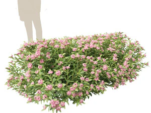 Daphne Spring Pink Eternal Fragrance Daphne Pink Fragrance 3D Model