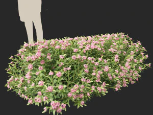 Daphne Spring Pink Eternal Fragrance Daphne Pink Fragrance 3D Model