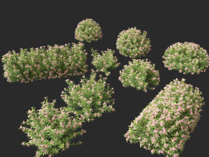 Daphne Spring Pink Eternal Fragrance Daphne Pink Fragrance 3D Model