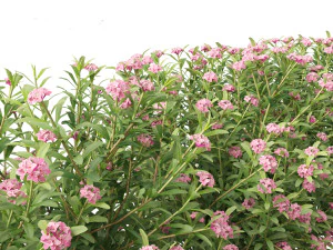 Daphne Spring Pink Eternal Fragrance Daphne Pink Fragrance 3D Model