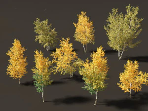 Betula papyrifera - Kertas birch 01 Model 3D