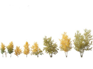 Betula papyrifera - Paper birch 01 3D Model