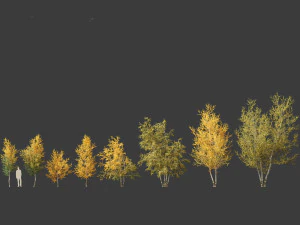 Betula papyrifera - Paper birch 01 3D Model