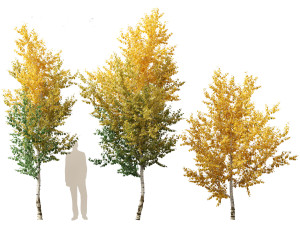 Betula papyrifera - Paper birch 01 Model 3D