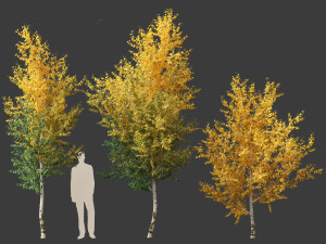 Betula papyrifera - Paper birch 01 Model 3D