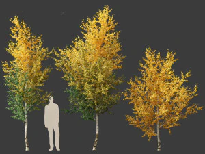 Betula papyrifera - Paper birch 01 3D Model