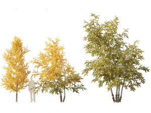 Betula papyrifera - Paper birch 01 3D Model