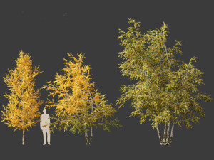 Betula papyrifera - Paper birch 01 Model 3D