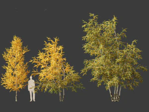 Betula papyrifera - Paper birch 01 3D Model