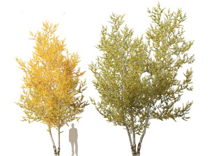 Betula papyrifera - Paper birch 01 Model 3D
