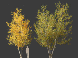 Betula papyrifera - Paper birch 01 Model 3D