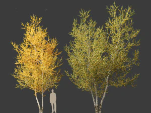 Betula papyrifera - Paper birch 01 3D Model