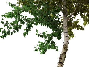 Betula papyrifera - Paper birch 01 3D Model
