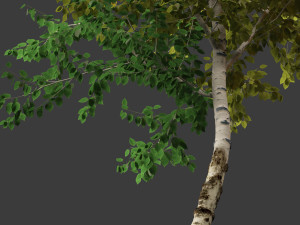 Betula papyrifera - Paper birch 01 Model 3D