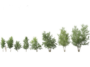 Betula papyrifera - Paper birch 02 3D-Modell