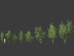 Betula papyrifera - Paper birch 02 3D Model