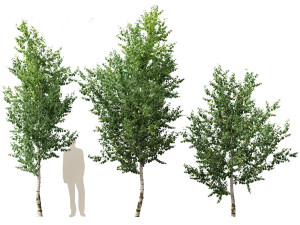 Betula papyrifera - Paper birch 02 3D-Modell