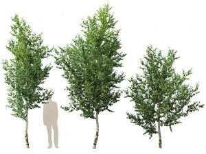 Betula papyrifera - Paper birch 02 3D Model