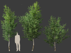 Betula papyrifera - Paper birch 02 3D-Modell