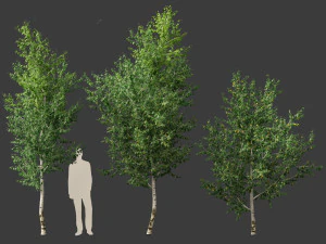 Betula papyrifera - Paper birch 02 3D Model