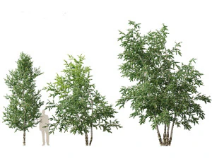Betula papyrifera - Paper birch 02 3D Model