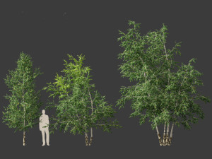 Betula papyrifera - Paper birch 02 3D-Modell