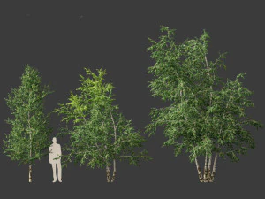 Betula papyrifera - Paper birch 02 3D Model
