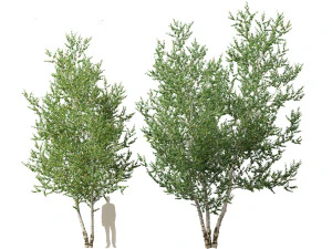 Betula papyrifera - Paper birch 02 3D Model